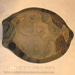Contemporary glass green turtle shell art repaired by Michael Bokrosh